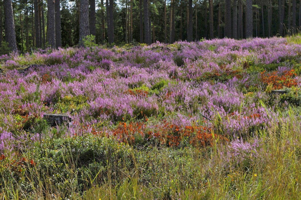 Felled Forest and Heather