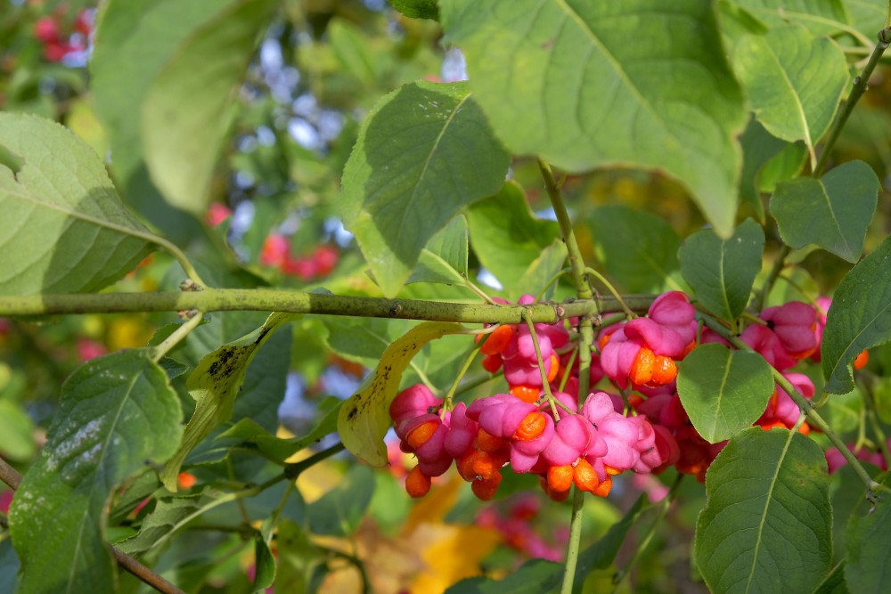 European spindle tree pink and orange berries among green leaves