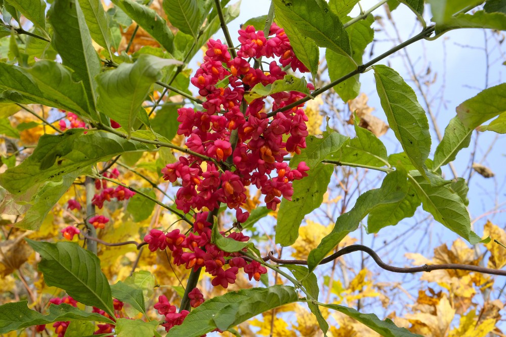 Vibrant Pink Fruits of European Spindle Tree in Autumn Blue Sky