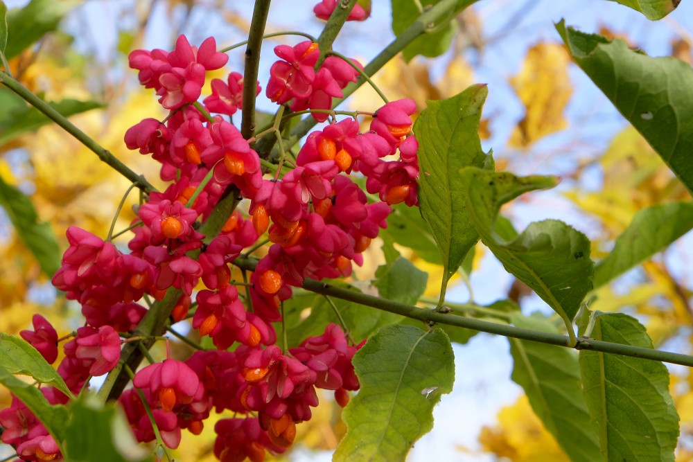 Bright Pink Clusters of European Spindle Fruits in Golden Autumn