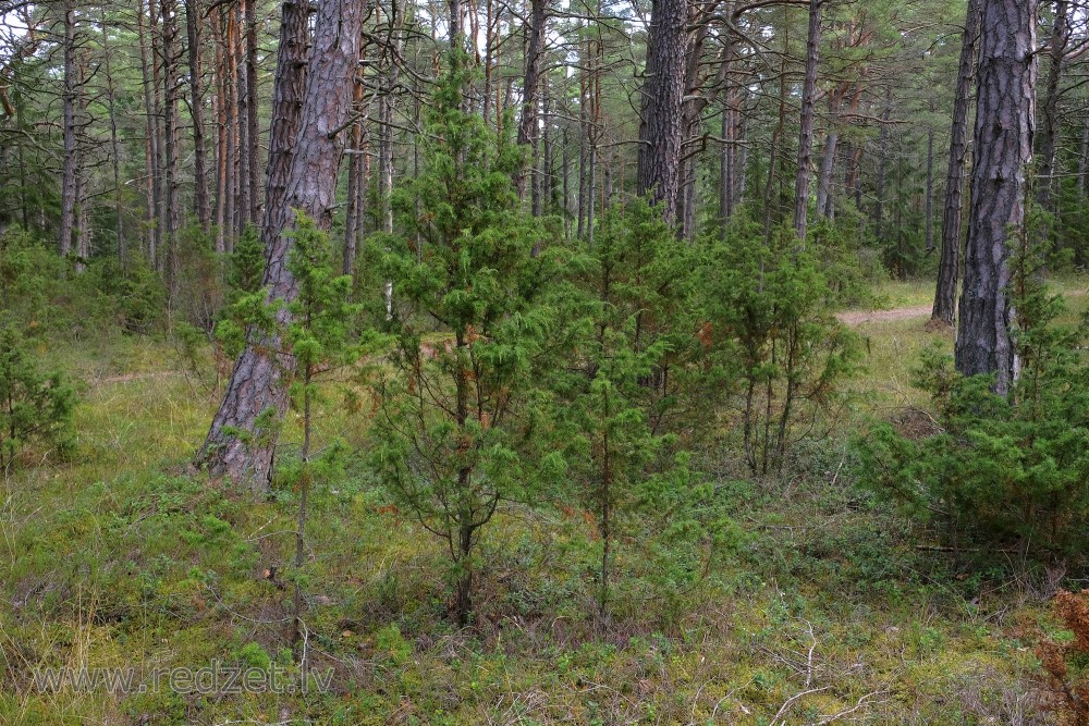 Juniper in a Pine Forest