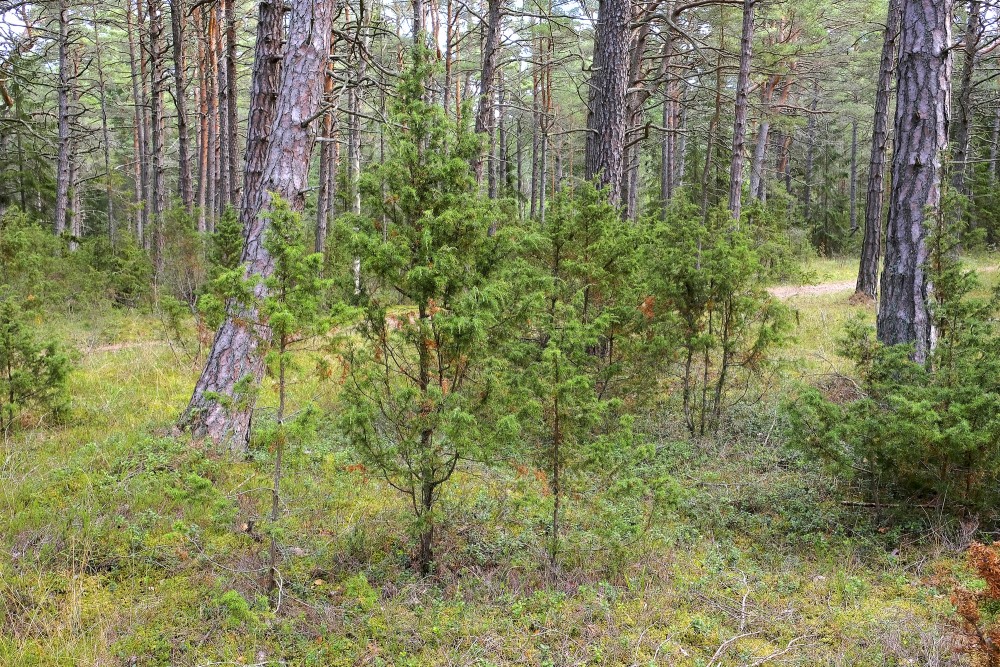 Kadiķi priežu mežā