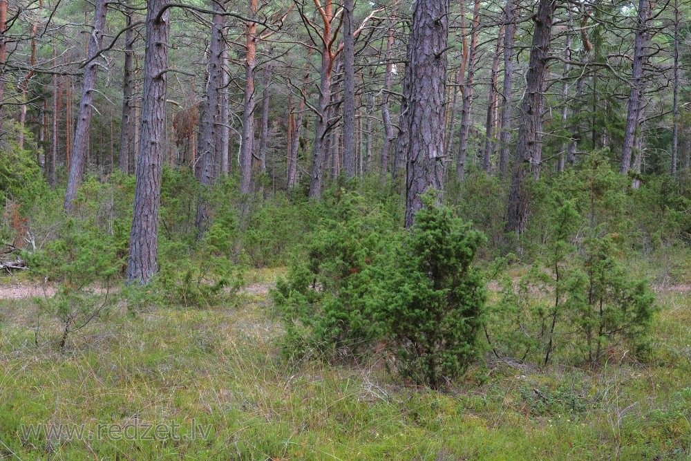 Juniper in a Pine Forest