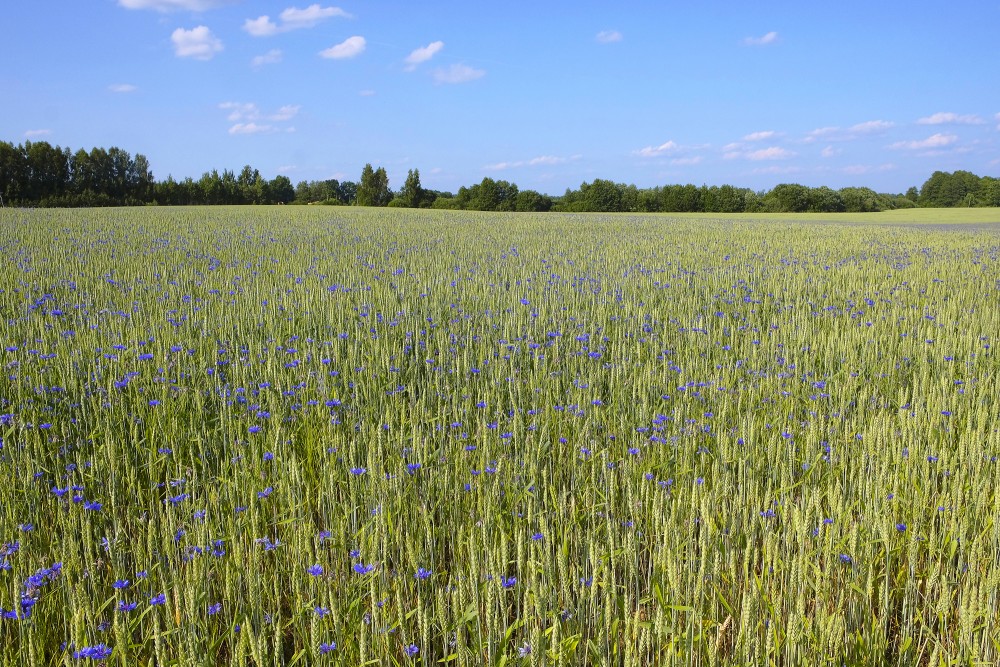 Cornflowers in a Wheat Field