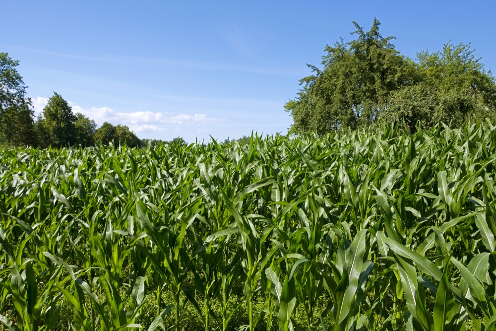 Corn field