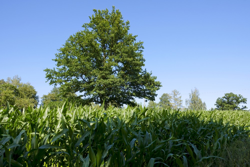 The Ancestor Oak-tree in Kaive (Kaives Senču ozols)