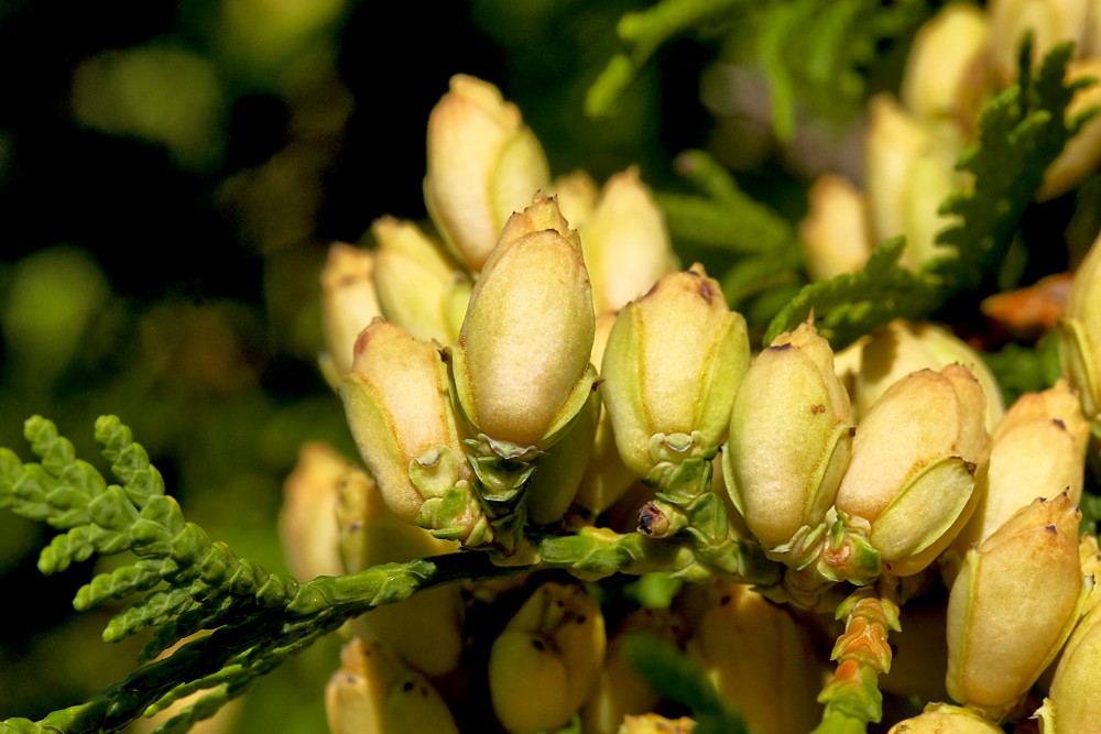 Tūjas čiekuriņi (sievišķie)