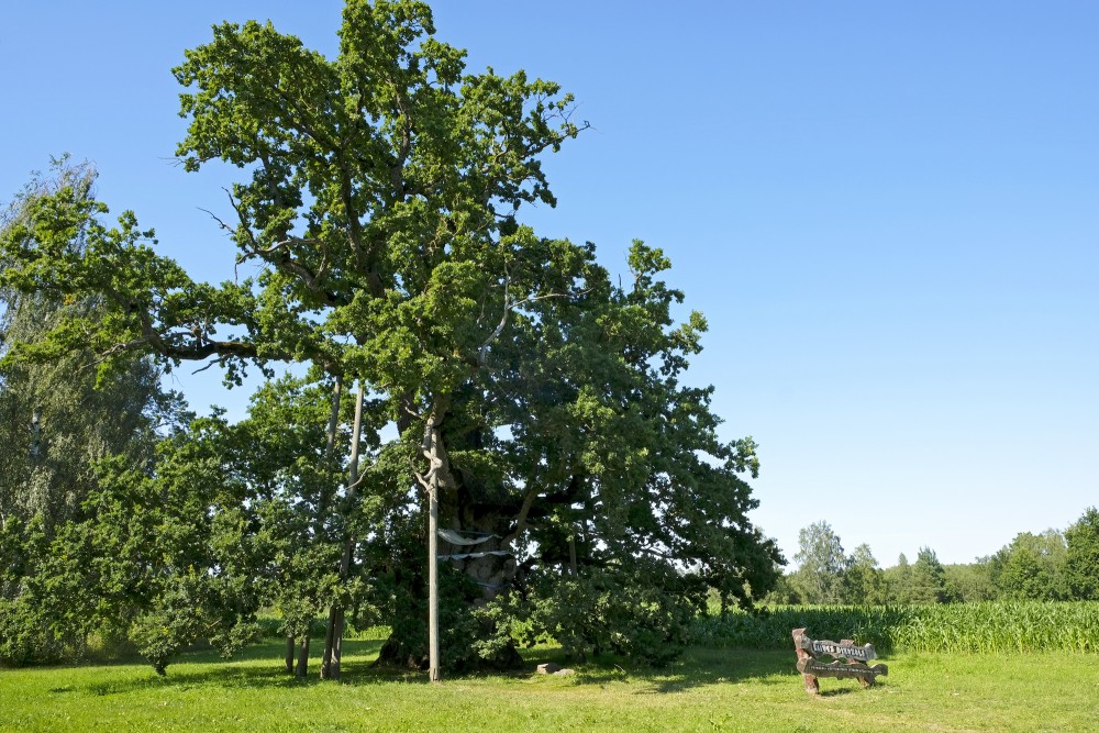 The Ancestor Oak-tree in Kaive (Kaives Senču ozols)