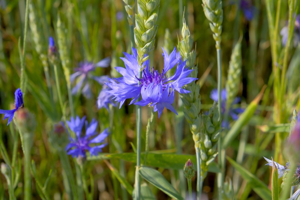 Cornflower