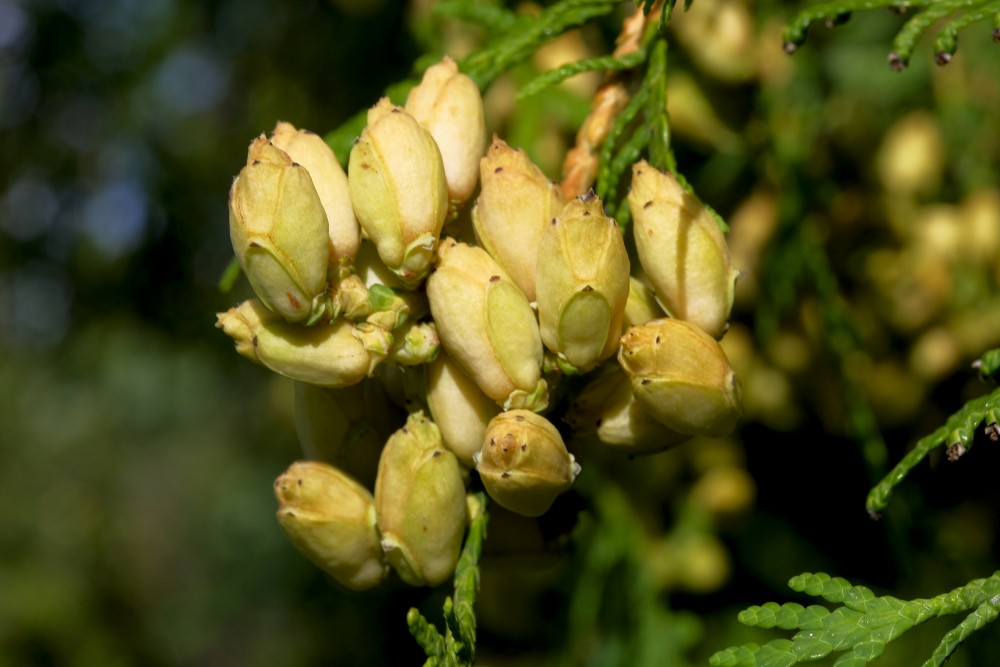 Thuja cones