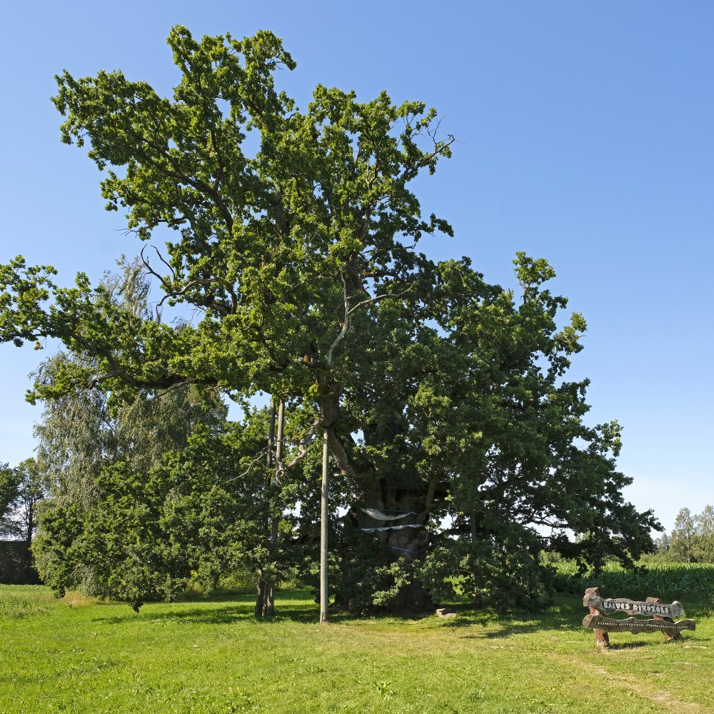 The Ancestor Oak-tree in Kaive