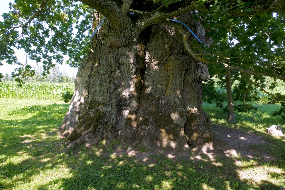 Kaive Oak Trunk