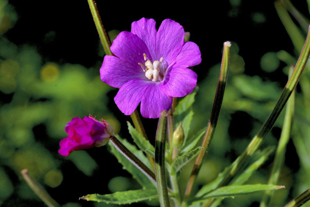 Pūkainā kazroze Pūkainā kazroze