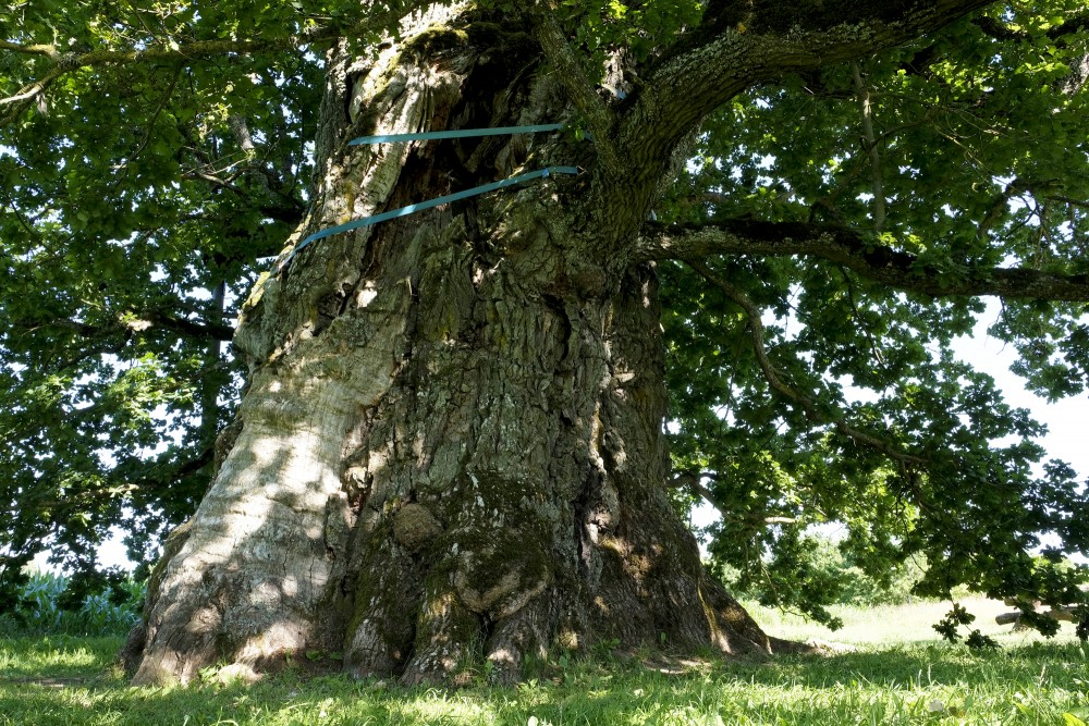 Kaive Oak Trunk