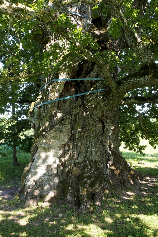 Kaive Oak Trunk