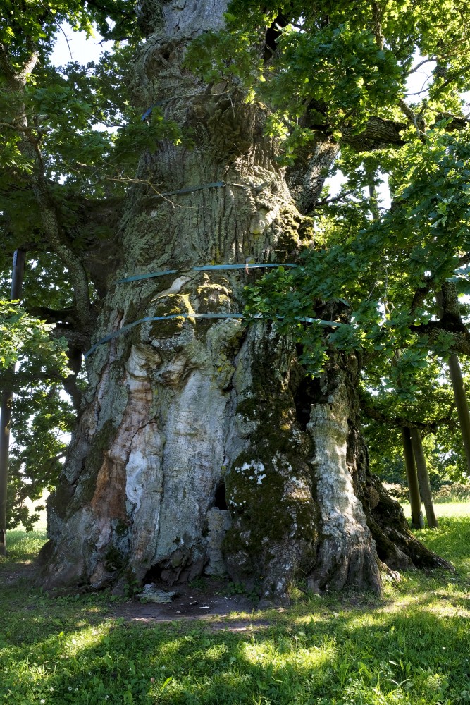 Kaive Oak Trunk