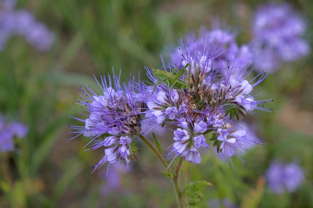 Lacy phacelia and Bush crickets