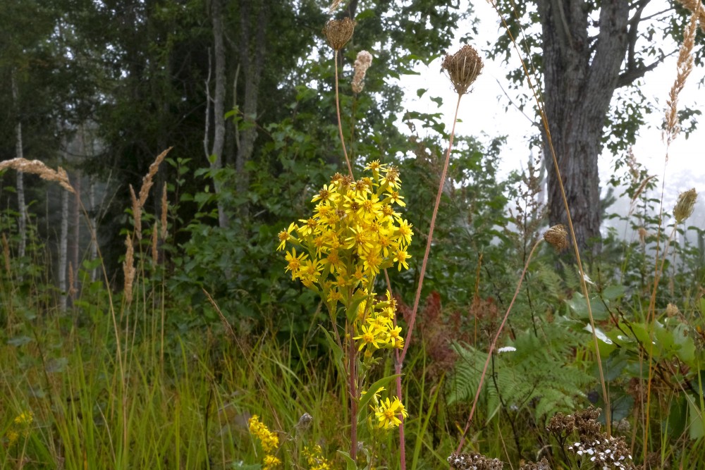 Dzeltenā zeltgalvīte mežmalā