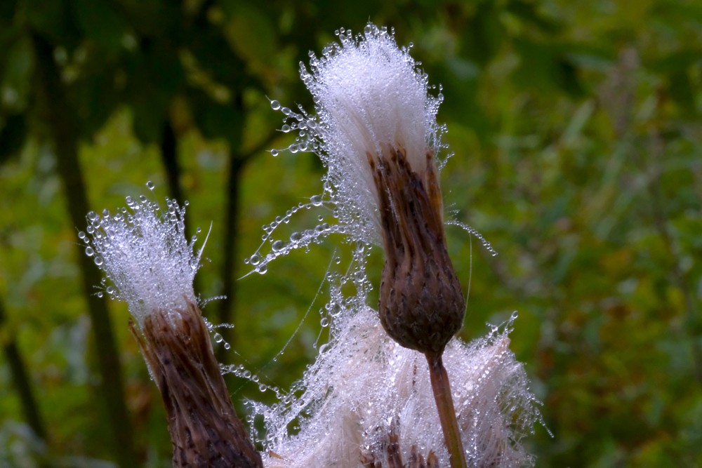 Dew on Thistle