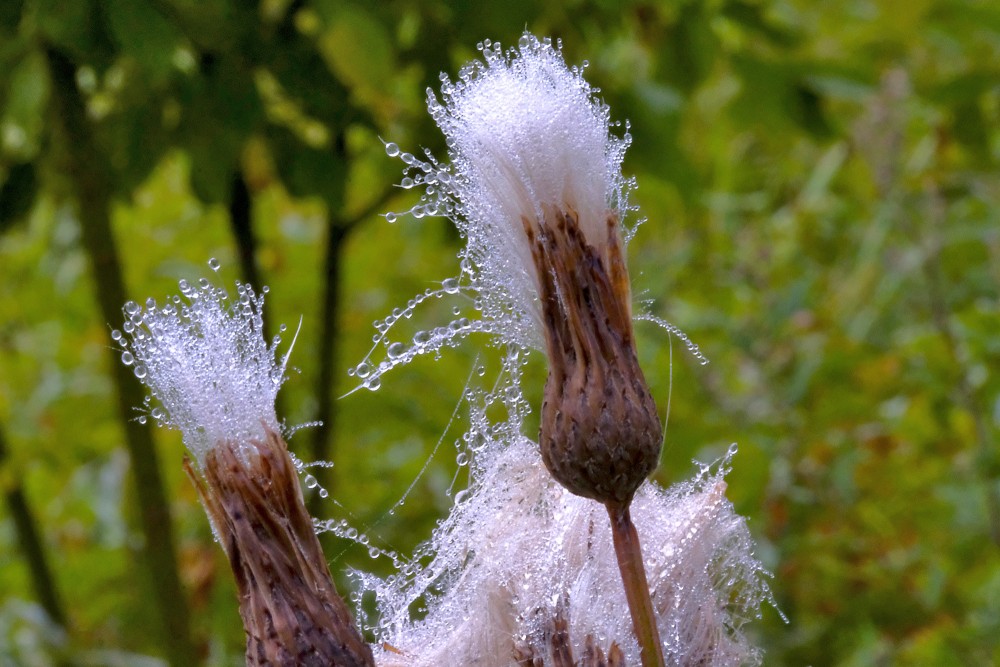 Rasa uz dadža sēklu pogaļas