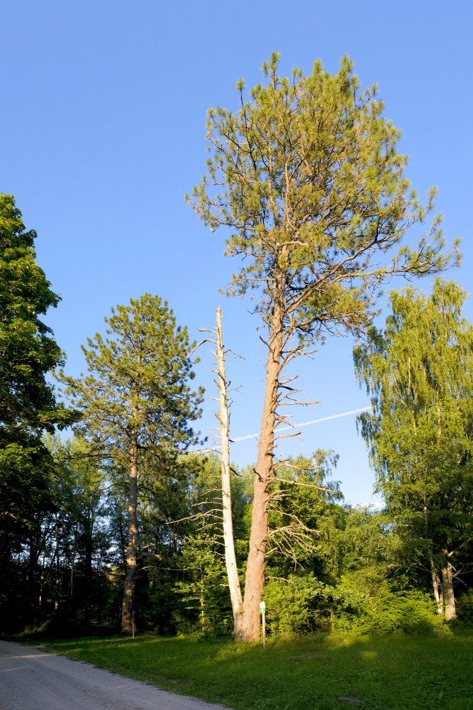 Bērzmuiža Yellow-pine