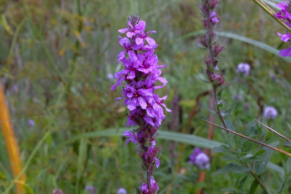 Purple Loosestrife