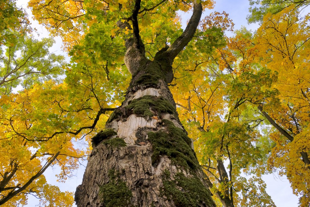 Looking Up at Ancient Moss-Covered Maple in Golden Autumn