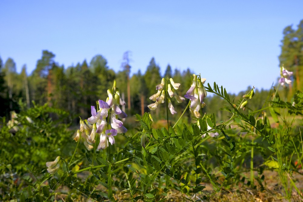 Meža vīķis Meža vīķis