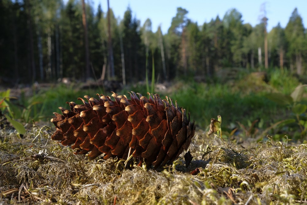 Close up of Conifer Cone