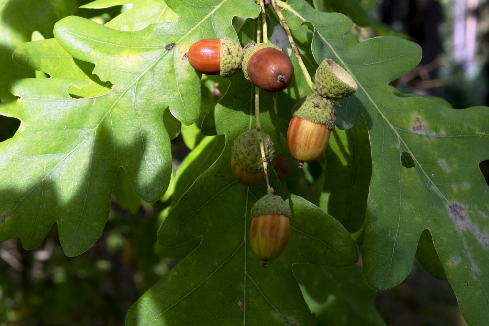 Acorn and Oak Leaves