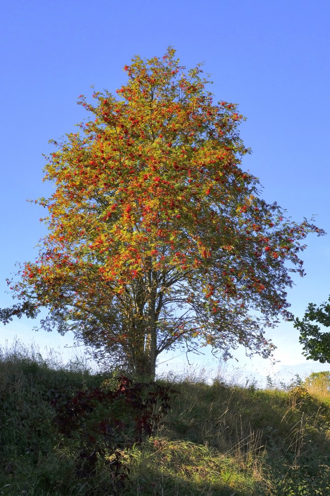 Parastais pīlādzis rudenī ar ogām