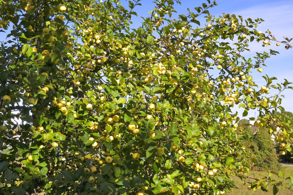 Ābele ar āboliem rudenī