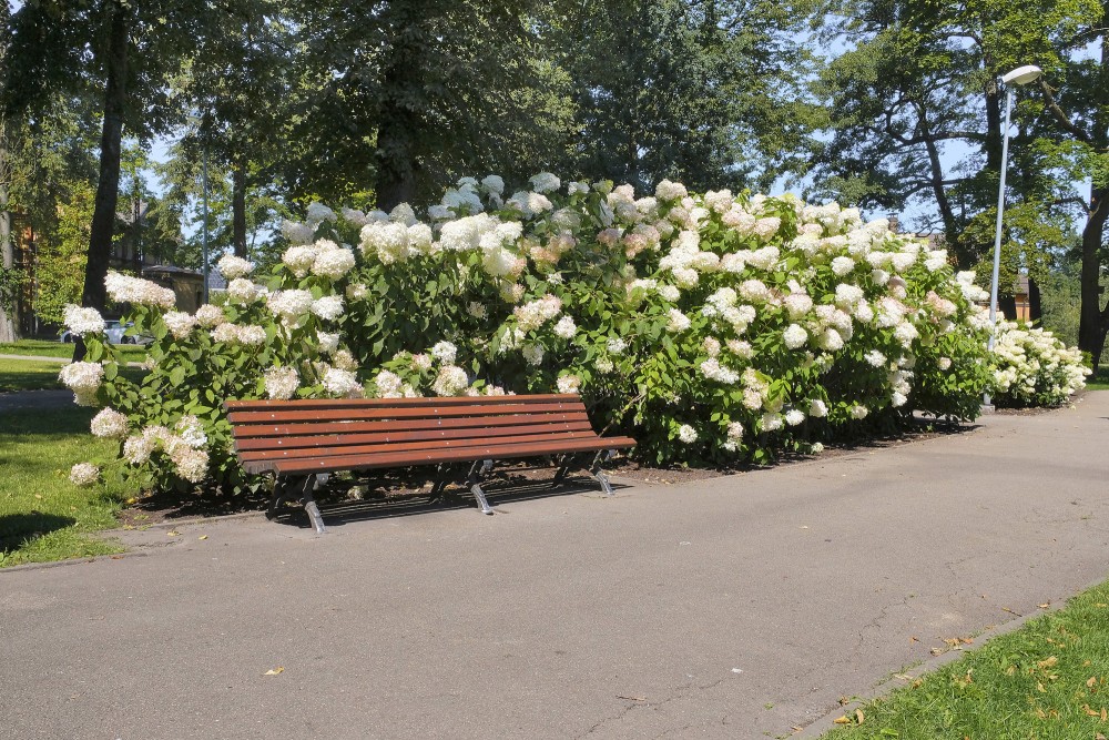 Sunny park pathway with bench and blooming panicle hydrangea shrubs