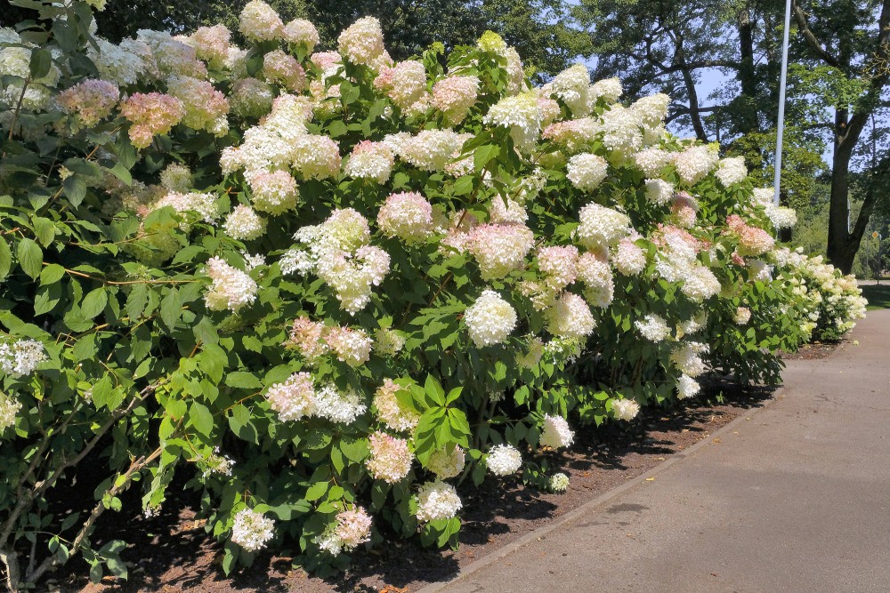 Ziedoši skarainie hortenziju krūmi gar parka gājēju celiņu Ziedoši skarainie hortenziju krūmi gar parka gājēju celiņu