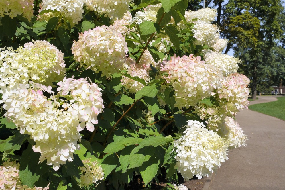 Skaraino hortenziju ziedu tuvplāns parka apstādījumos Skaraino hortenziju ziedu tuvplāns parka apstādījumos