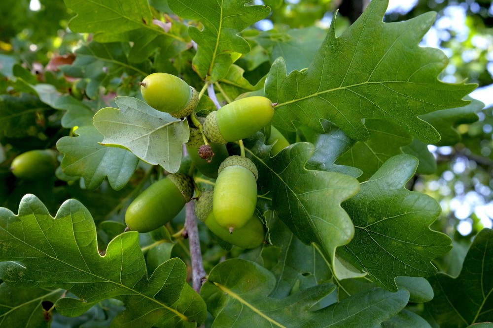 Zaļas ozola zīles starp lapām dabiskā meža vidē