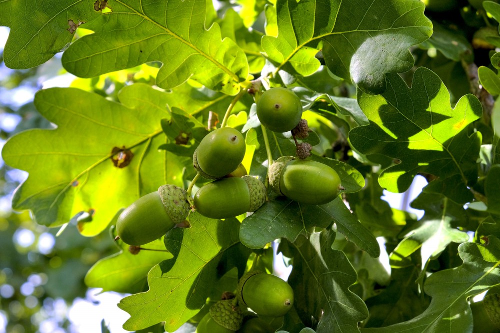 Saules izgaismotas ozola zīles un lapas koka vainagā