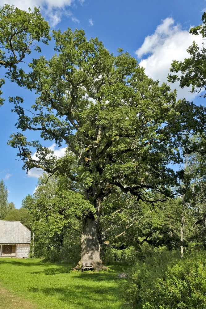 Oak In Ungurmuiza Park