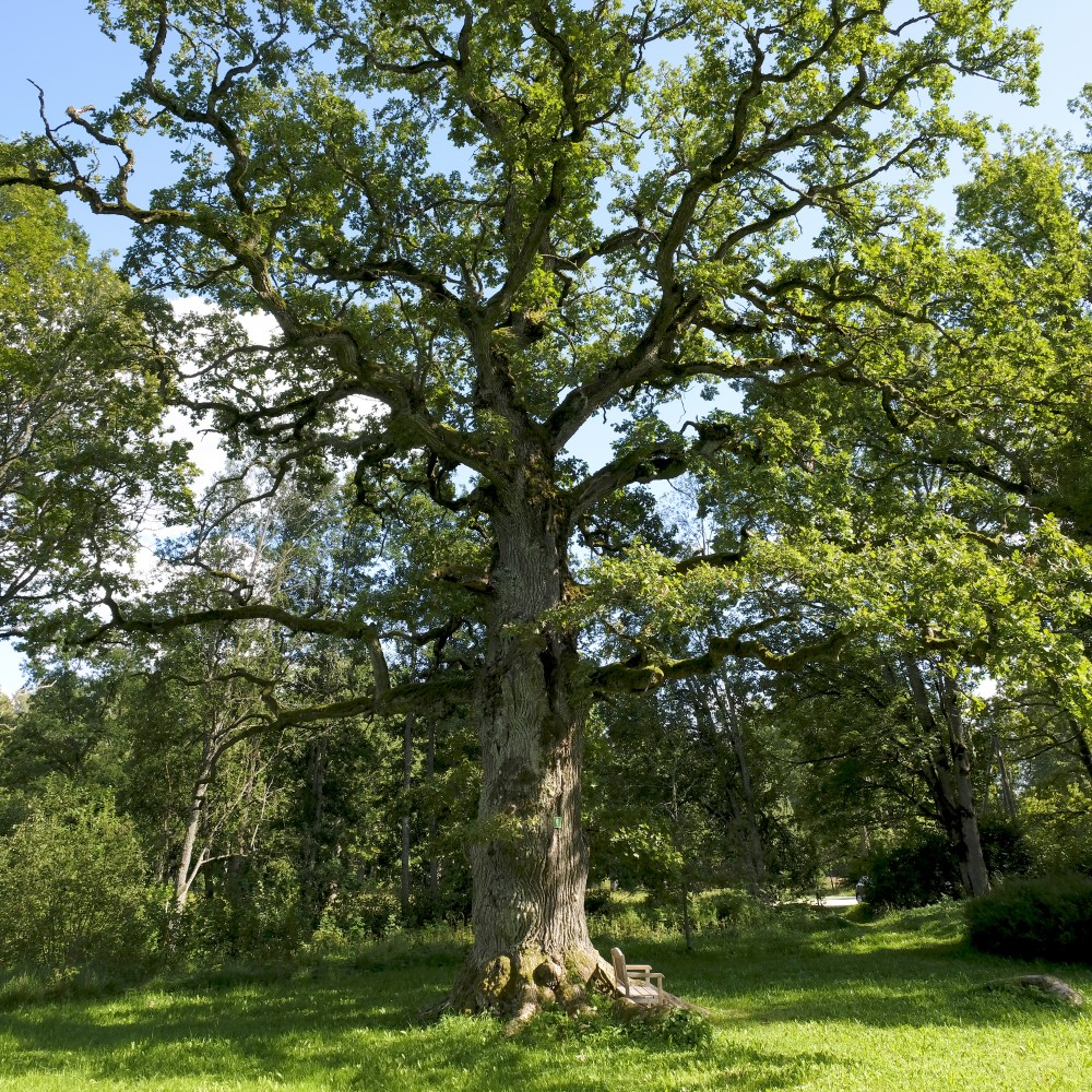 Oak In Ungurmuiza Park