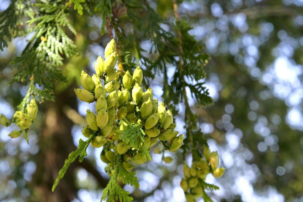 Tūjas čiekuru kopa koka zaros dabiskā vidē