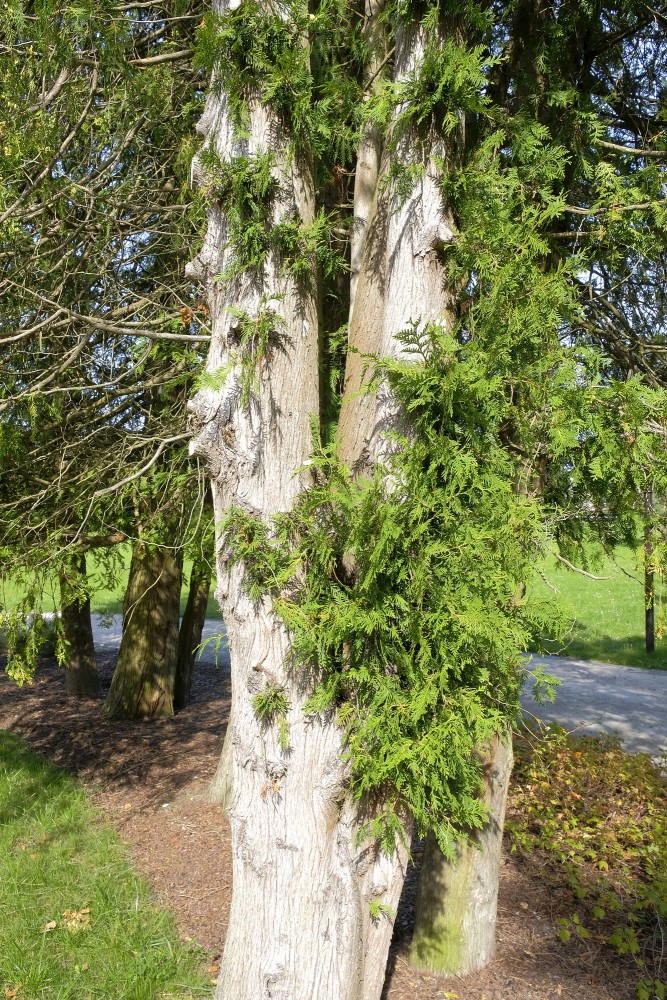 Old thuja trunk with green branches in a park landscape