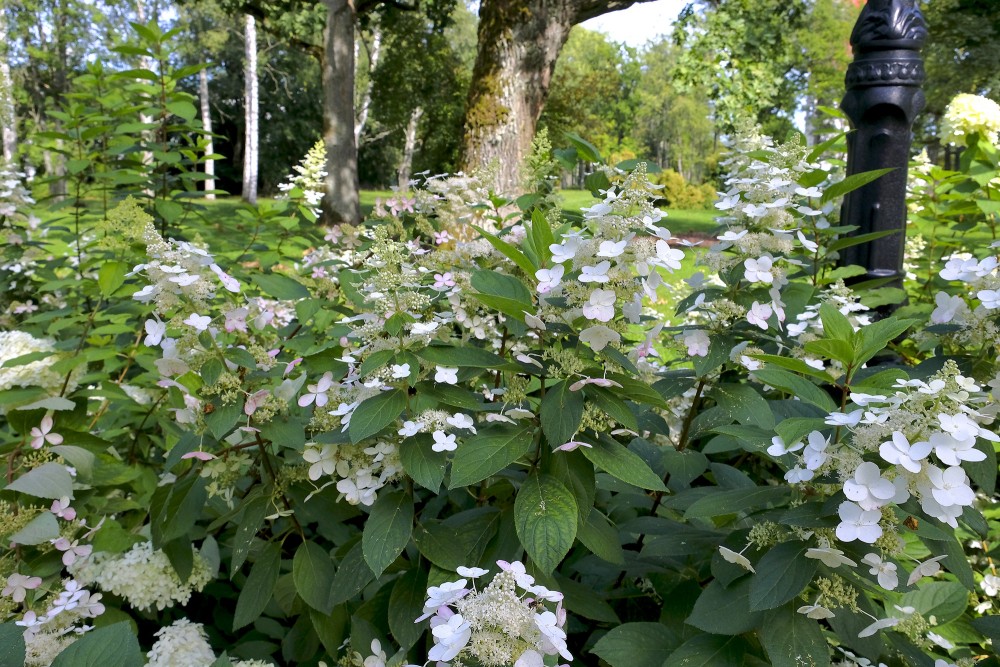 Ziedoša skarainā hortenzija parka apstādījumos ar zaļu fonu