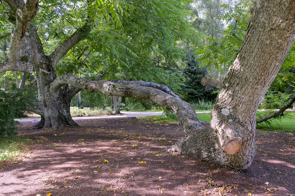 Pelēkā valrieksta izlocīts stumbrs Ķemeru kūrorta parkā