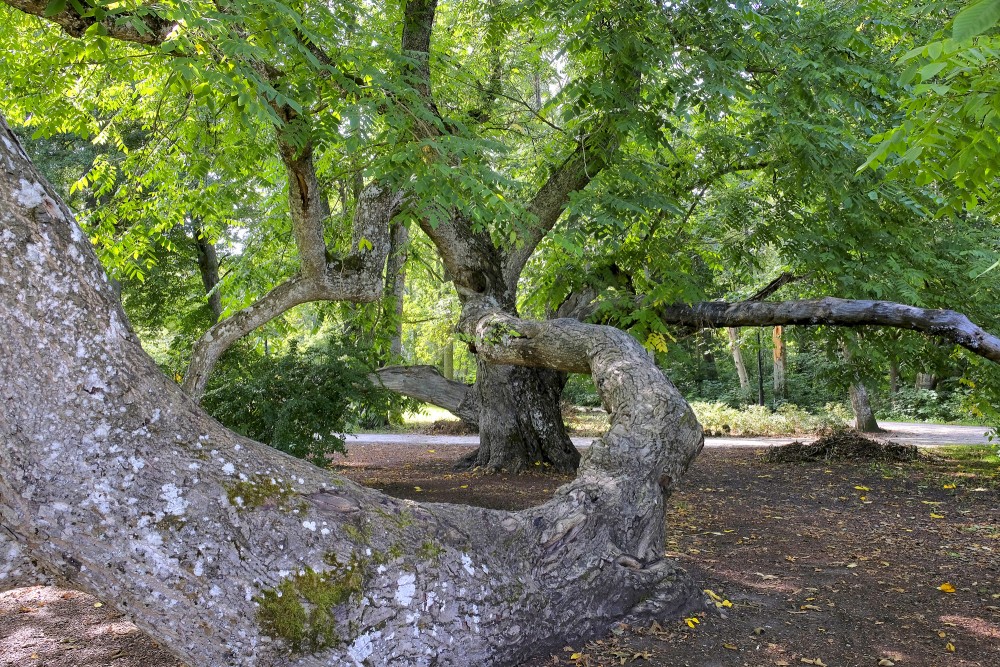 Pelēkā valrieksta savīti stumbri parka ainavā