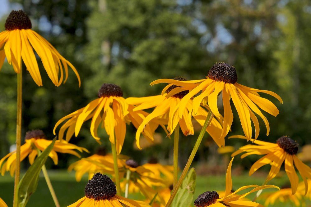 Sunny rudbeckia flowers in a summer garden landscape