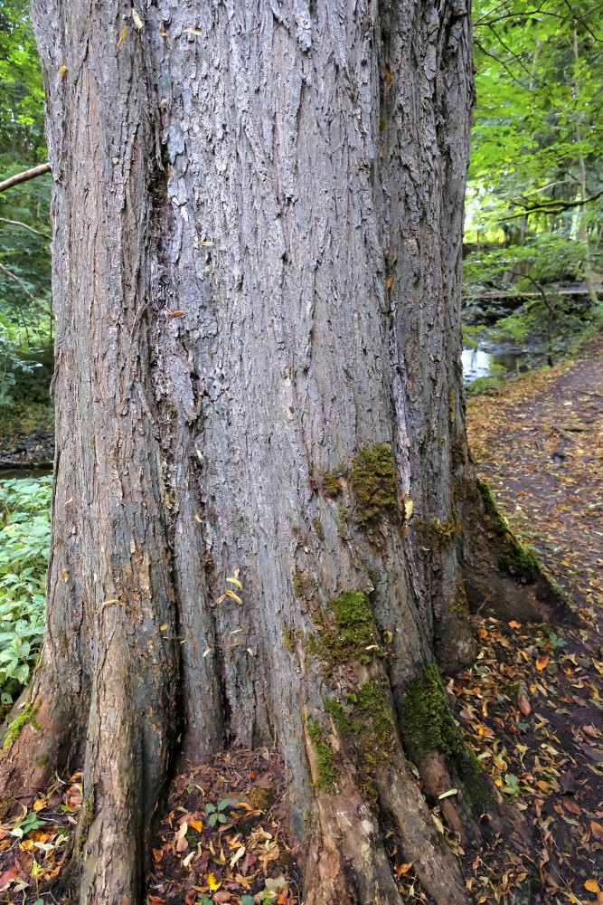 Old tree trunk with moss by a forest path
