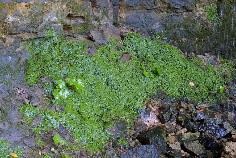 Konusgalvītes Omiķu gravā Konusgalvītes Omiķu gravā
