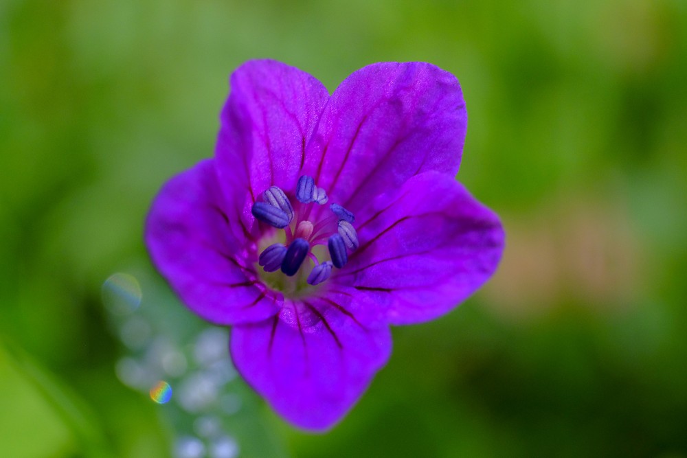 Close-up of a Wild Flower