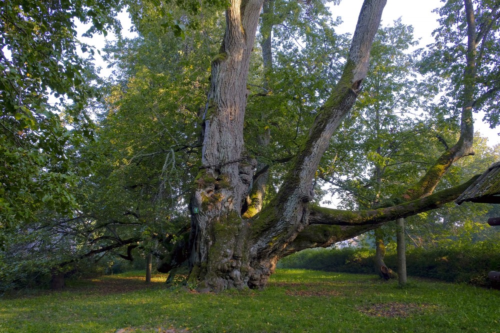 Sasmakas (Valdemārpils) Idol Lime-Tree