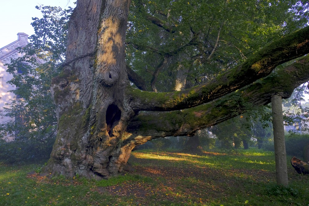 Sasmakas (Valdemārpils) Idol Lime-Tree